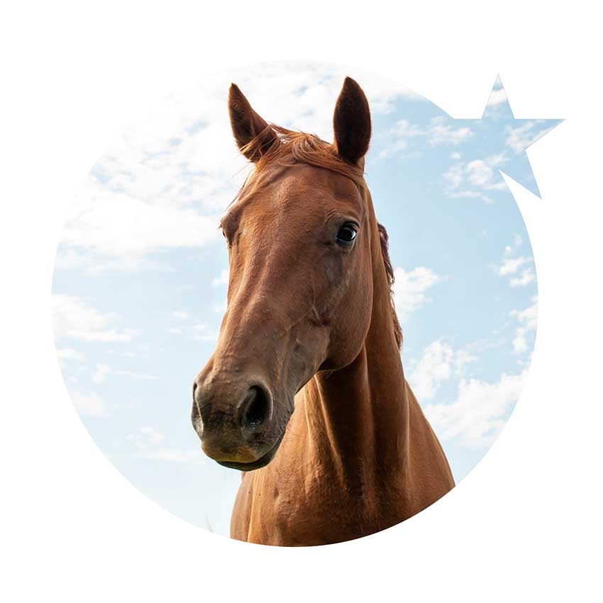 Shooting Star Psychology & Equine Therapy | RR 1 Site 17, Comp 1, Millet, AB T0C 1Z0, Canada | Phone: (780) 652-2606