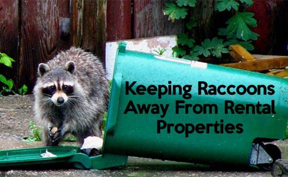 Four Seasons Wildlife Removal - Squirrel | Bird, Raccoon Removal | 88 Cedarcrest Blvd, East York, ON M4B 2P3, Canada | Phone: (416) 761-9777