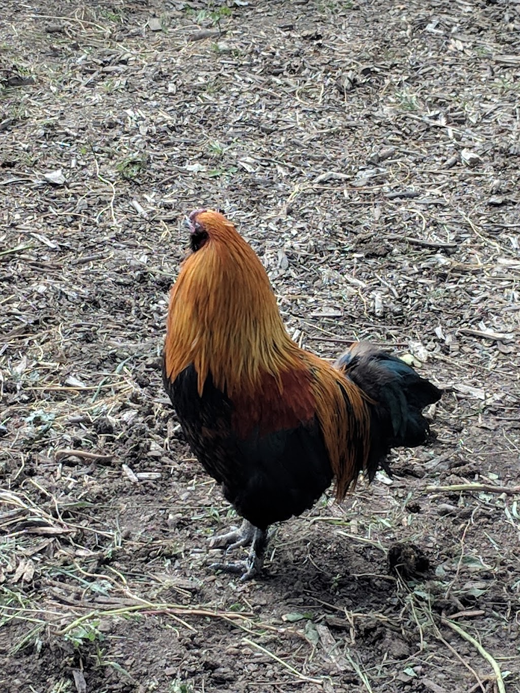 Cedar Row Farm Sanctuary | 157017 Zorra Line 15, Lakeside, ON N0M 2G0, Canada | Phone: (519) 274-9917