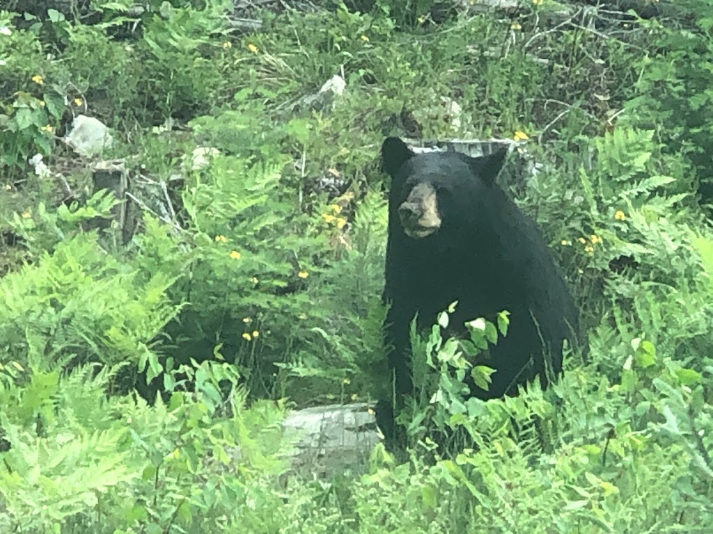 Ket-Chun-Eny Lodge | Temagami, ON P0H 2H0, Canada | Phone: (705) 237-8952