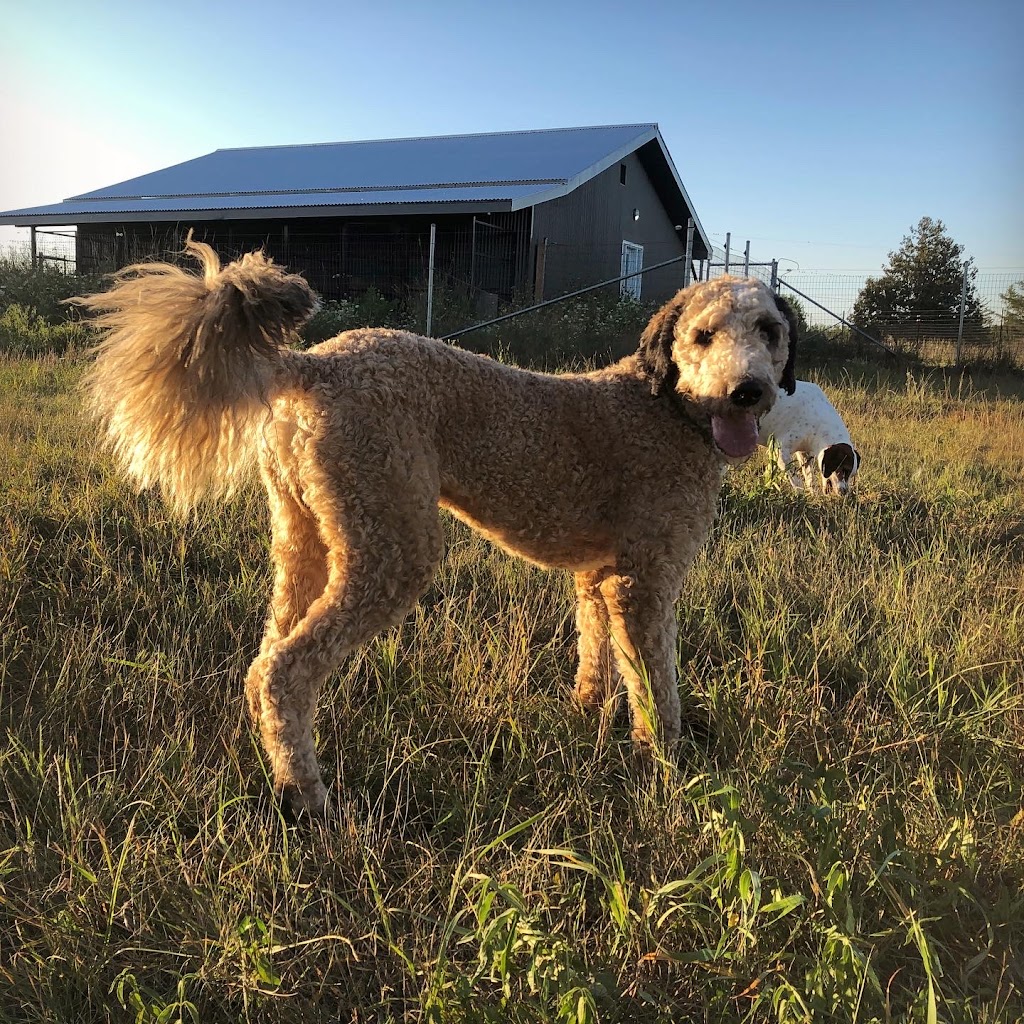 Groovytown Dog Lodge | 286 Shane St, Odessa, ON K0H 2H0, Canada | Phone: (613) 583-3647