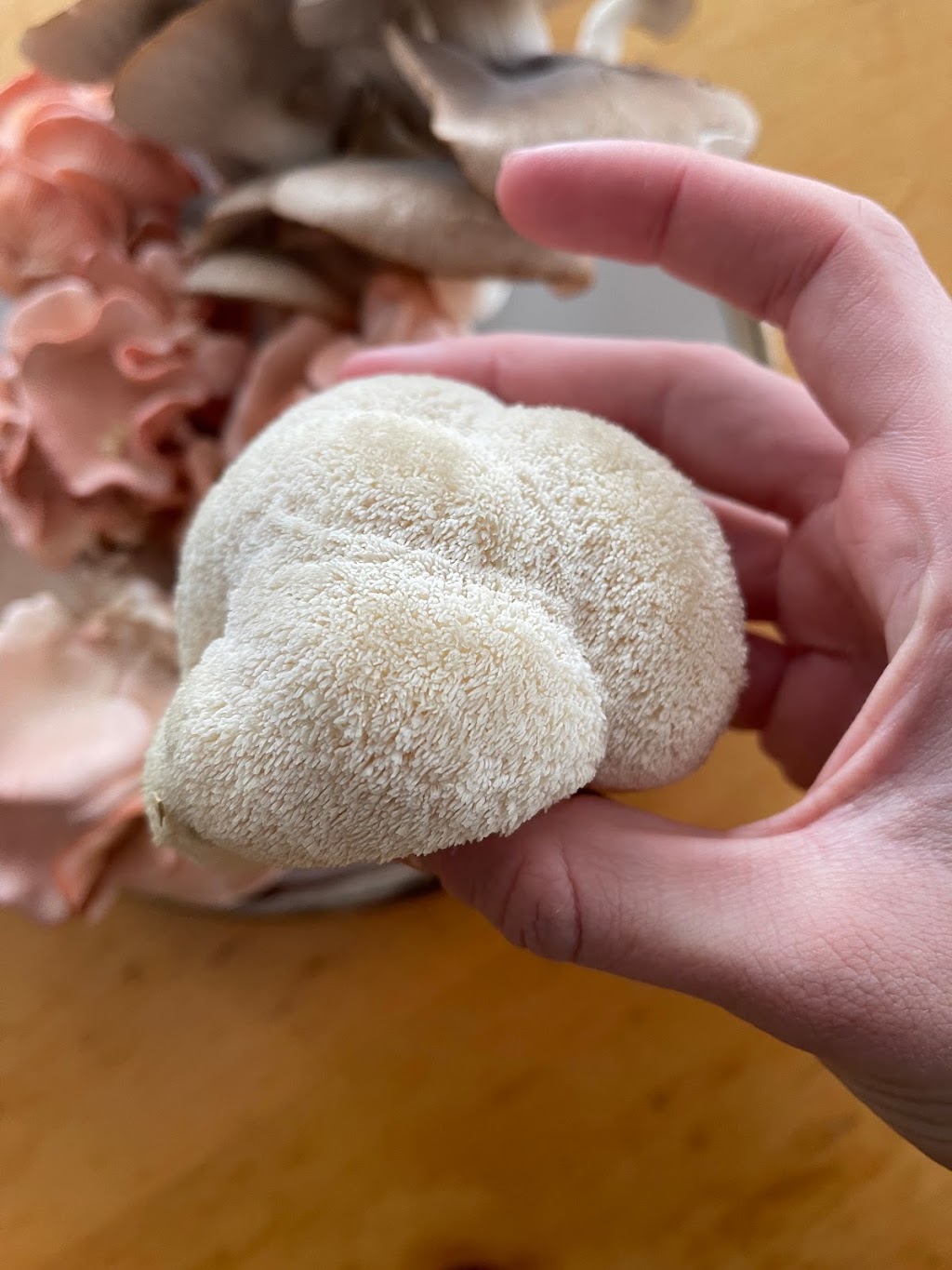 Gourmet Mushrooms Paisley | 3506 Bruce County Rd 3, Paisley, ON N0G 2N0, Canada | Phone: (519) 386-6557