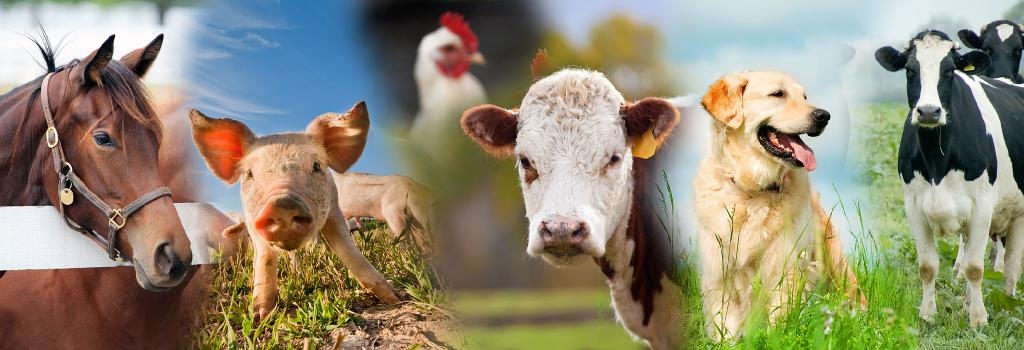 Parion Animal Nutrition | 596206, Oxford 59, Hickson, ON N0J 1L0, Canada | Phone: (519) 462-2222