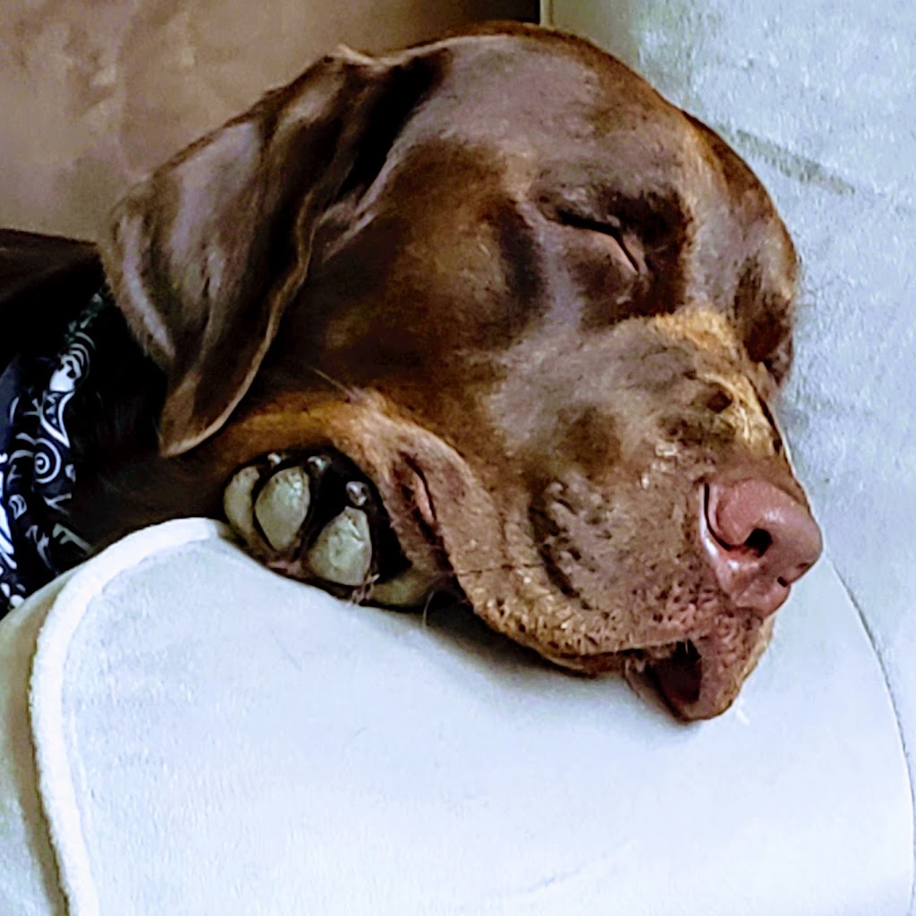 Westmorland Pet Retreat | 36 Burford-Delhi Townline Rd, Scotland, ON N0E 1R0, Canada | Phone: (519) 446-2995