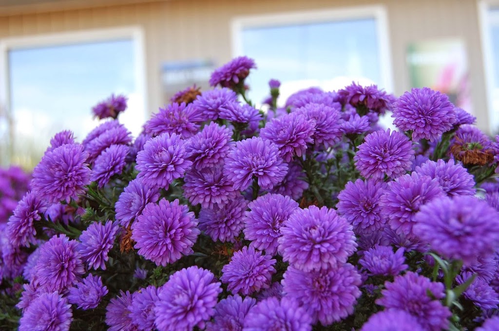 Rice Road Greenhouses and Garden Centre | 1361 Rice Rd, Welland, ON L3B 5N5, Canada | Phone: (905) 892-5832