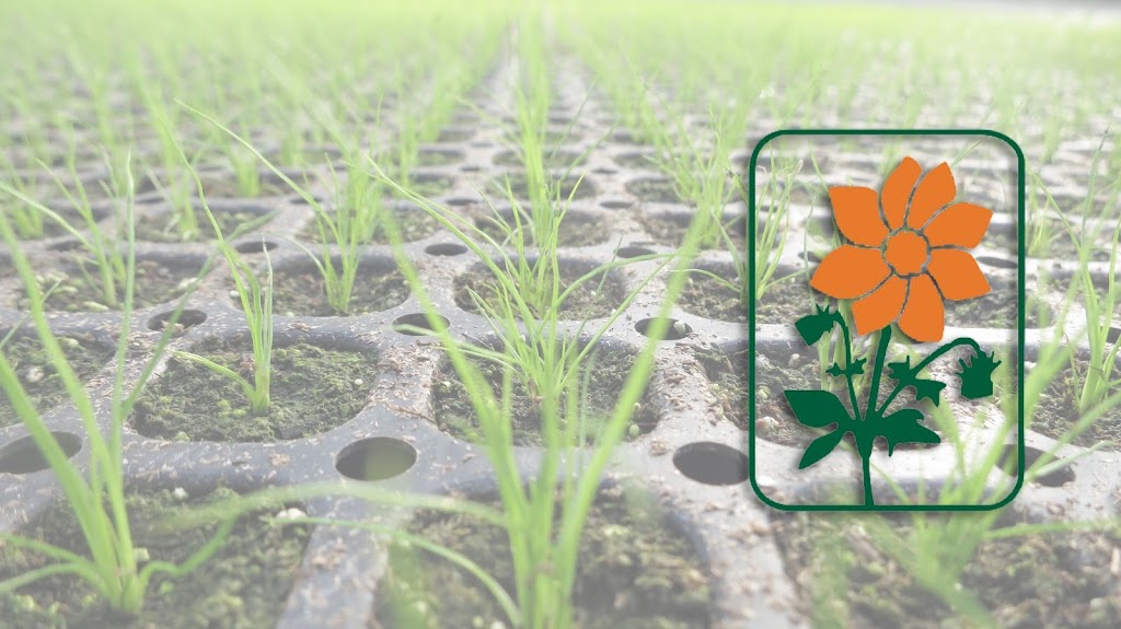 Scharringa Greenhouses Ltd | 379 Concession 4 W, Waterdown, ON L0R 2H2, Canada | Phone: (905) 689-5910