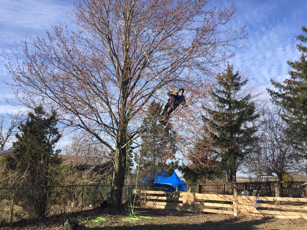 Arborcorp Tree Experts | 251 Third Line, Oakville, ON L6L 4A2, Canada | Phone: (905) 827-9103