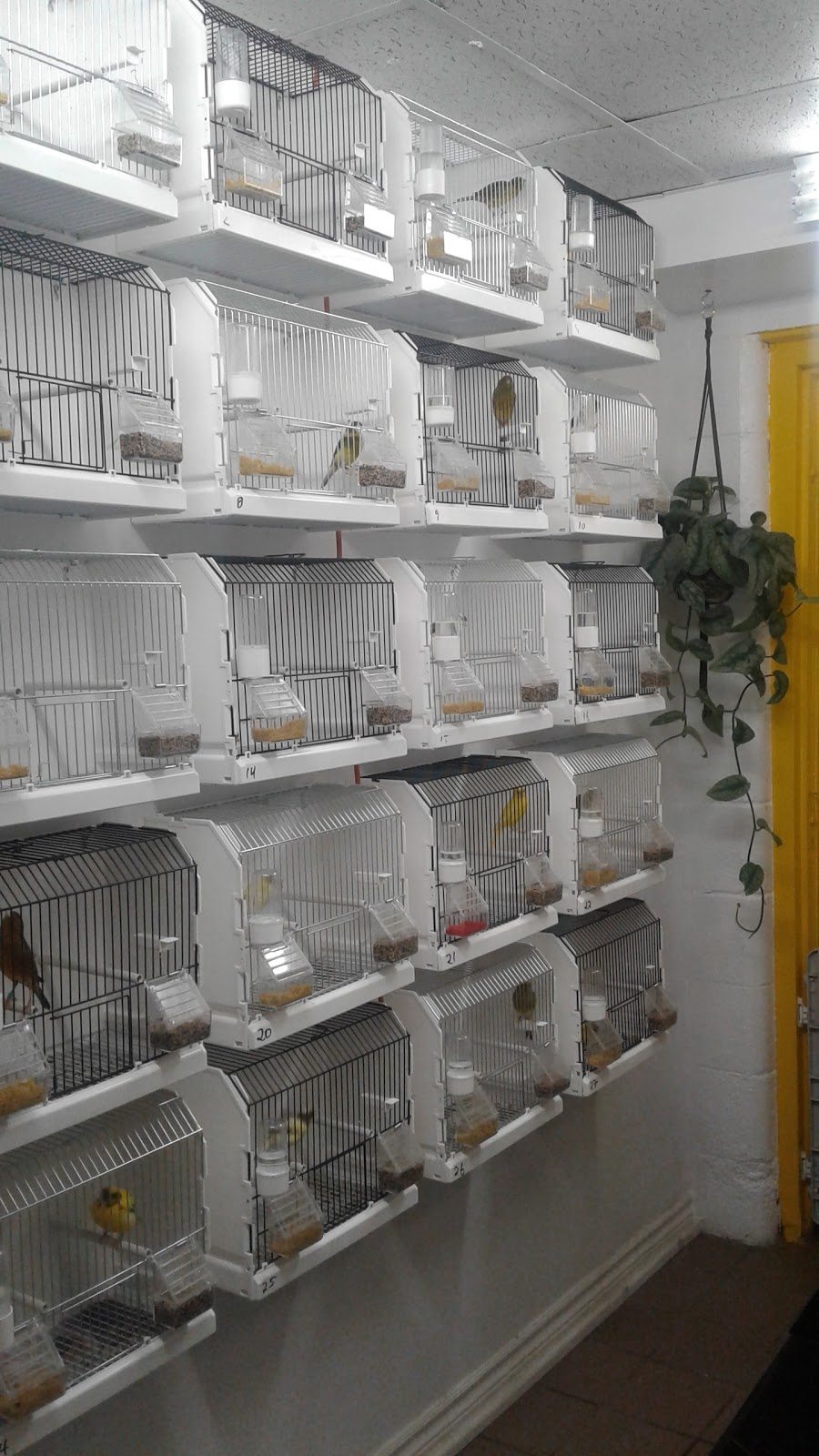 My Friend the Canary | 2655 Lawrence Ave E, Scarborough, ON M1P 2S2, Canada | Phone: (647) 550-0944