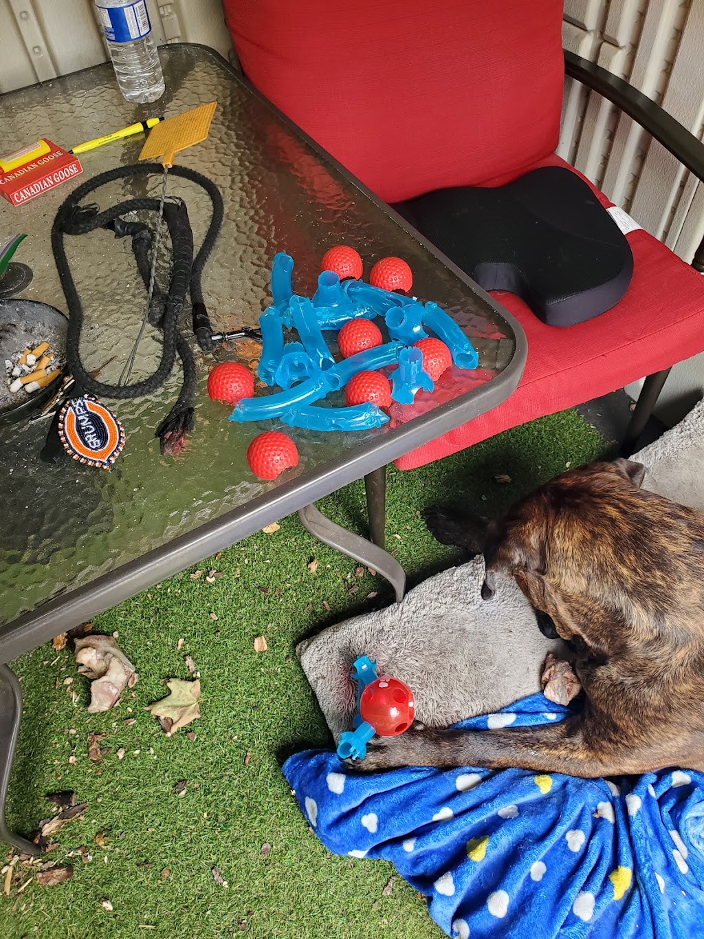 Rens Pets St. Thomas | 1063 Talbot St, St Thomas, ON N5P 1G4, Canada | Phone: (548) 538-2502