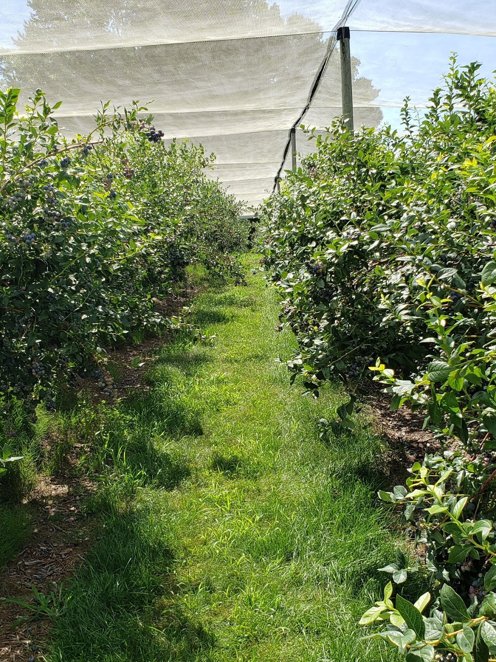 Blueberry Knoll Berry Farm | 1091 Hutchinson Rd, Lowbanks, ON N0A 1K0, Canada | Phone: (905) 774-7732