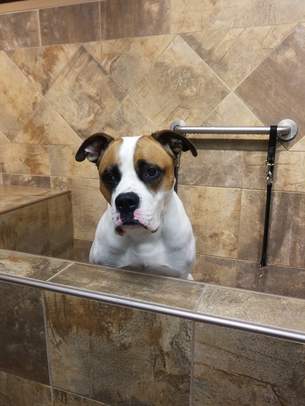Pet Valu | NORTHDALE SHOPPING CENTRE, 963 Henderson Hwy, Winnipeg, MB R2K 2M3, Canada | Phone: (204) 339-9332