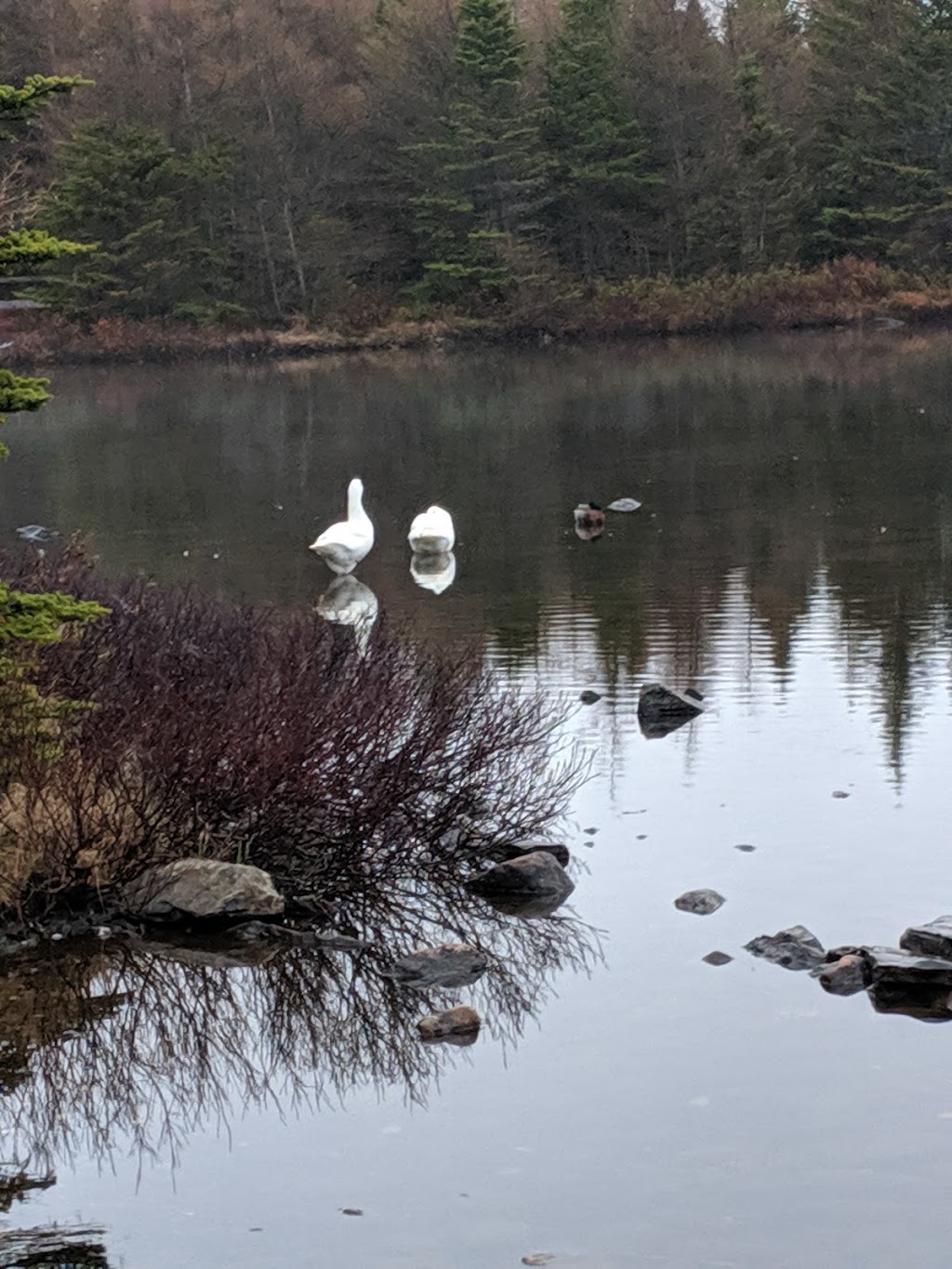 Mount Pearl Dog Park | 43 Clyde Ave, Mount Pearl, NL A1N 4S2, Canada | Phone: (709) 748-1047