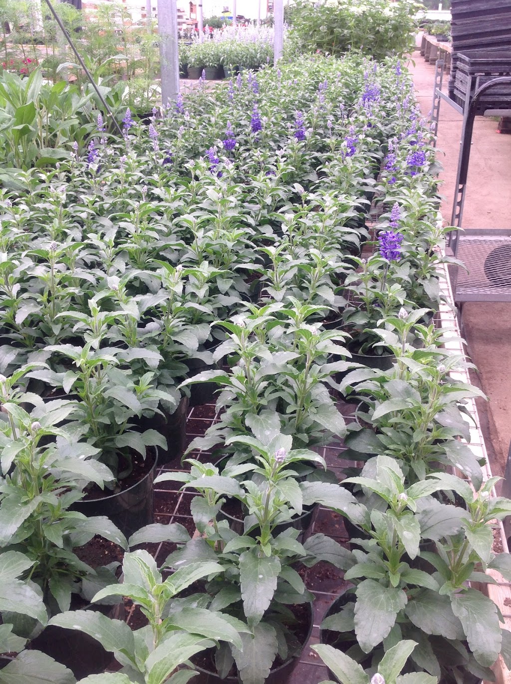 Country Road Greenhouses | 52043 Range Rd 231, Sherwood Park, AB T8B 1A2, Canada | Phone: (780) 467-5784