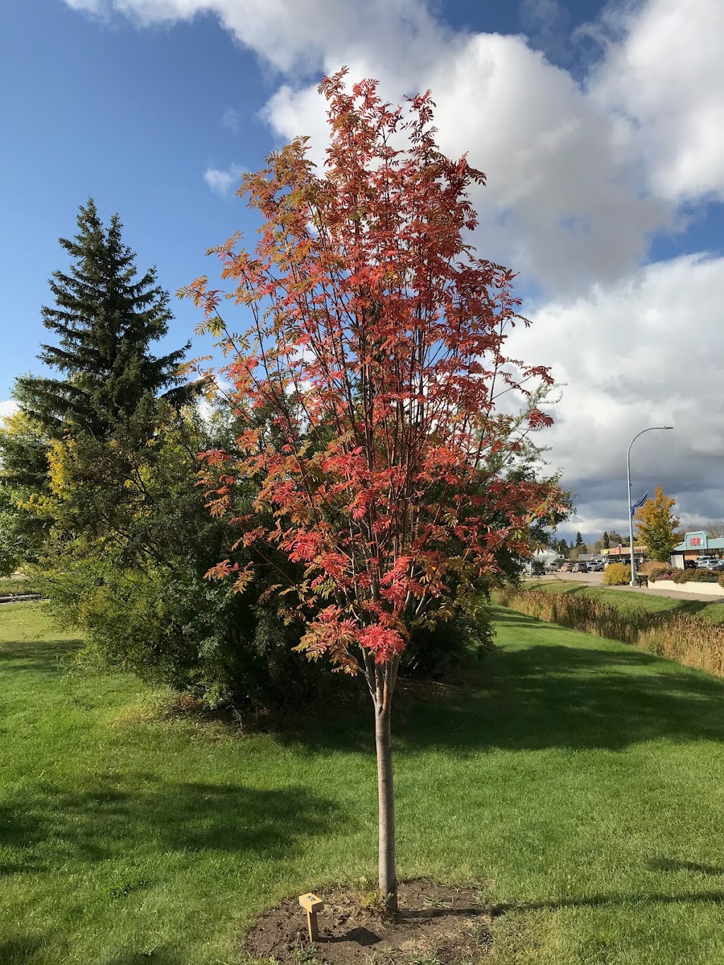 Arrowhead Nurseries Ltd. | 2503 211 Ave NE, Edmonton, AB T5Y 6P8, Canada | Phone: (780) 472-6260