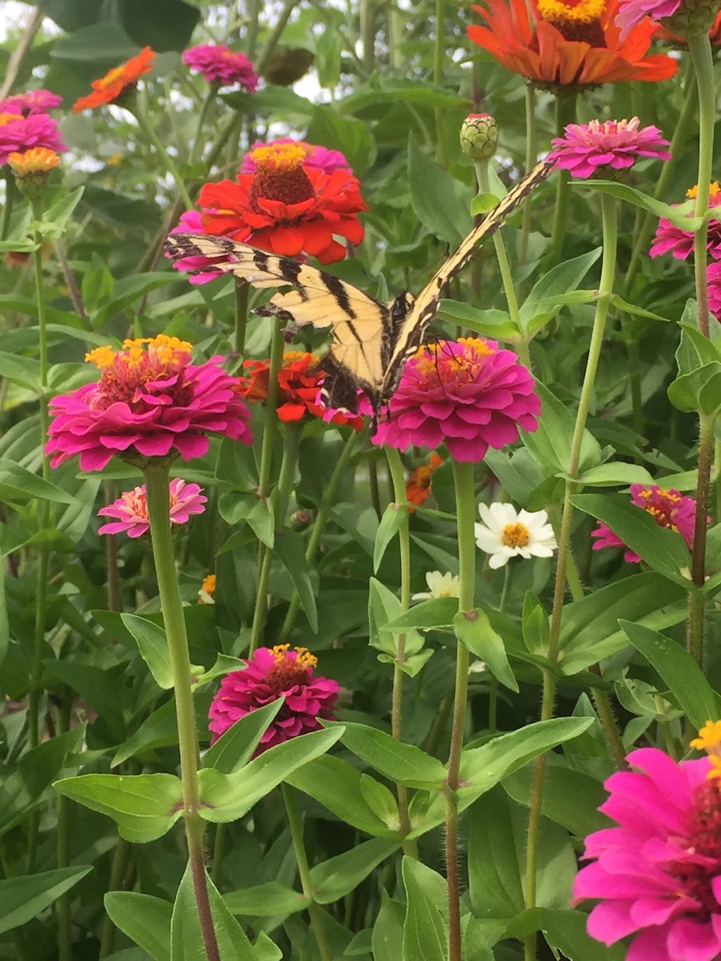 Biggar Blooms | 9820 Biggar Rd, Niagara Falls, ON L0S 1K0, Canada | Phone: (905) 359-6979