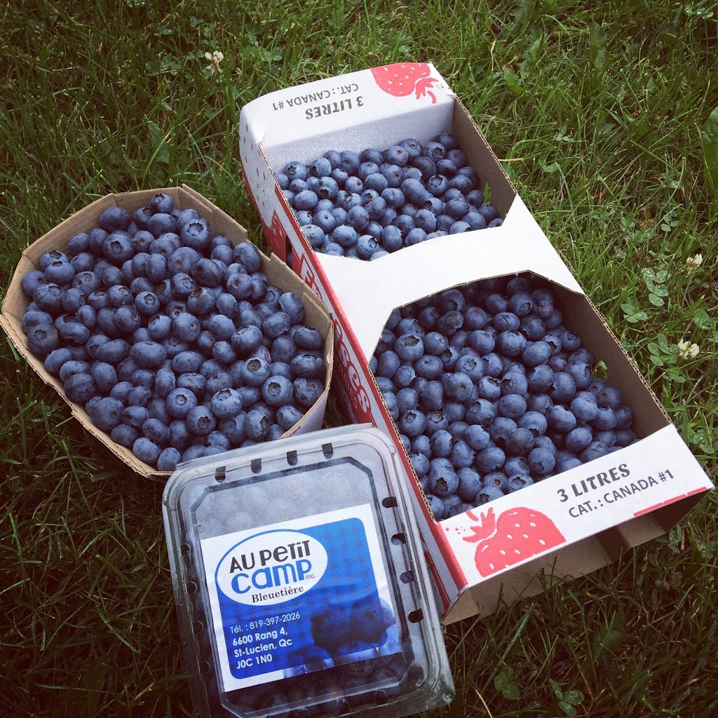 Bleuetière cédrière framboisier au petit camp | 6600, 4e rang, Saint-Lucien, QC J0C 1N0, Canada | Phone: (819) 397-2026