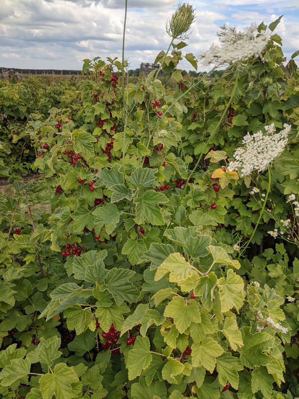 keyzers fruit farm | 3584 Bruce Road 1, Paisley, ON N0G 2N0, Canada | Phone: (519) 353-5211