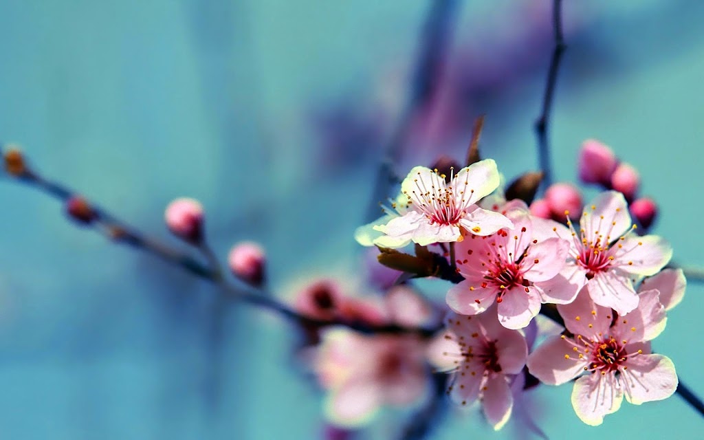 ? Canadiana Flowers - Toronto Florist | 3087 Kingston Rd, Scarborough, ON M1M 1P1, Canada | Phone: (416) 265-6867
