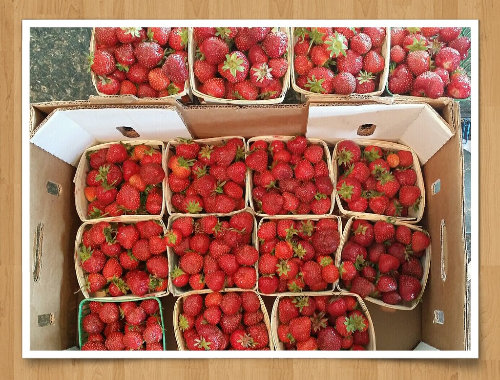 WALKERS STRAWBERRY FARM U-PICK | 837 Rt 880 Lower Millstream, Lower Millstream, NB E5P 3H7, Canada | Phone: (506) 433-1018