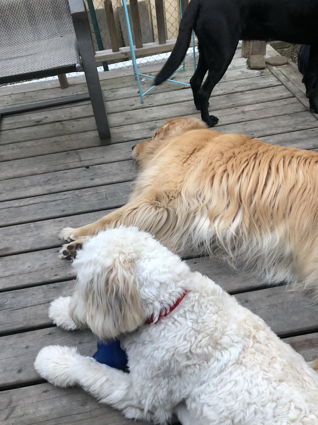 Jennys Dog Care | 84 Bonham Blvd, Mississauga, ON L5M 1C7, Canada | Phone: (416) 723-9512