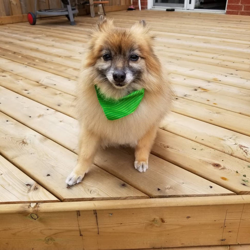 Beautiful Pets | 16 Guelph St, Georgetown, ON L7G 3Z2, Canada | Phone: (905) 702-9333