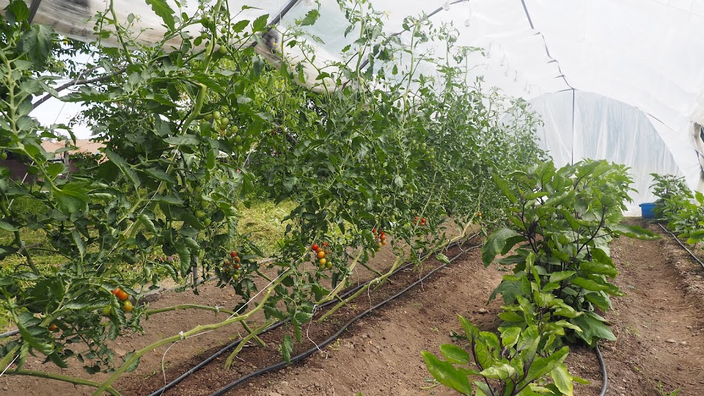 Jardins de la Beltane | 365 Chem. Lapierre, Stanstead, QC J0B 3E3, Canada | Phone: (514) 619-2035