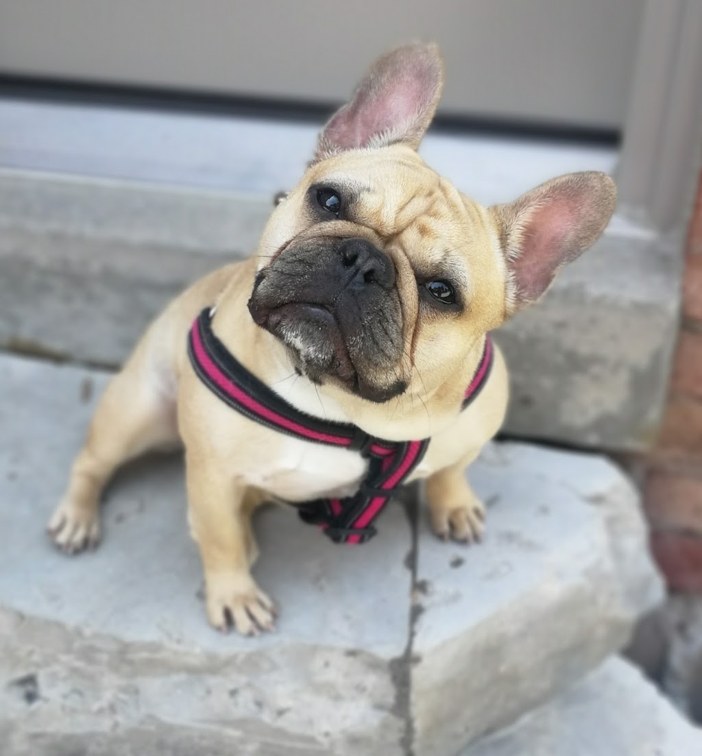Leash and Keys | 351 Pinegrove Rd, Oakville, ON L6K 3P8, Canada | Phone: (905) 599-1936