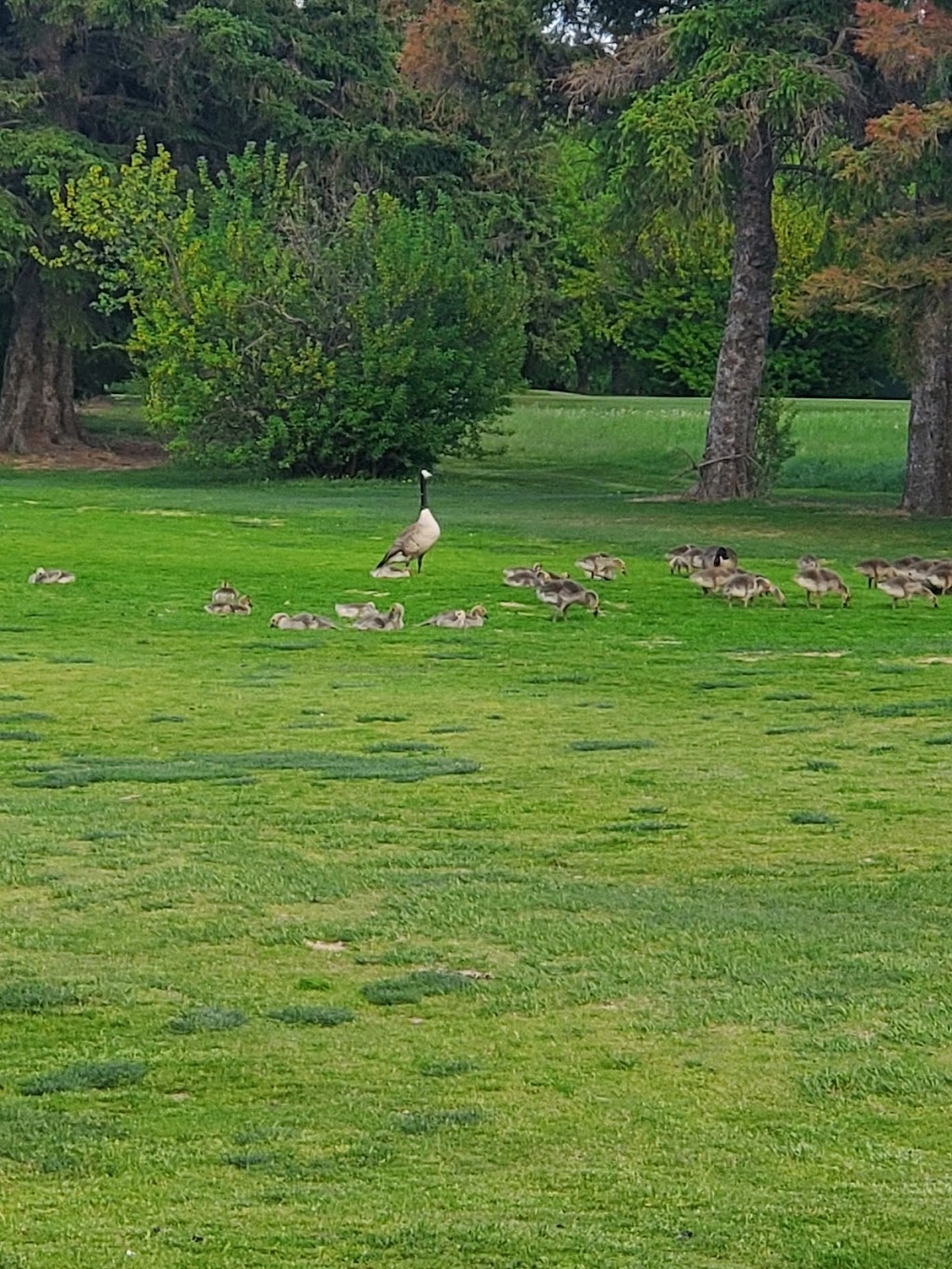 Twin Willows Golf Club | 14110 156 St NW, Edmonton, AB T6V 1J2, Canada | Phone: (780) 447-2934