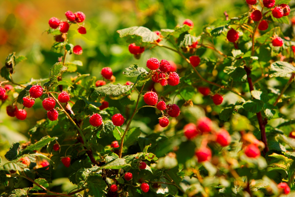 Field Stone Fruit Wines | Strathmore, AB T1P 1J6, Canada | Phone: (403) 934-2749