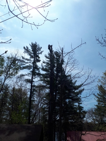 Ace Tree Service | Parry Sound Drive, Hwy 124, Parry Sound, ON P2A 2W7, Canada | Phone: (705) 746-3390