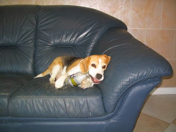 Club Bekkers kennels | 3466 Burnhamthorpe Rd W, Oakville, ON L6M 4H3, Canada | Phone: (905) 827-2340