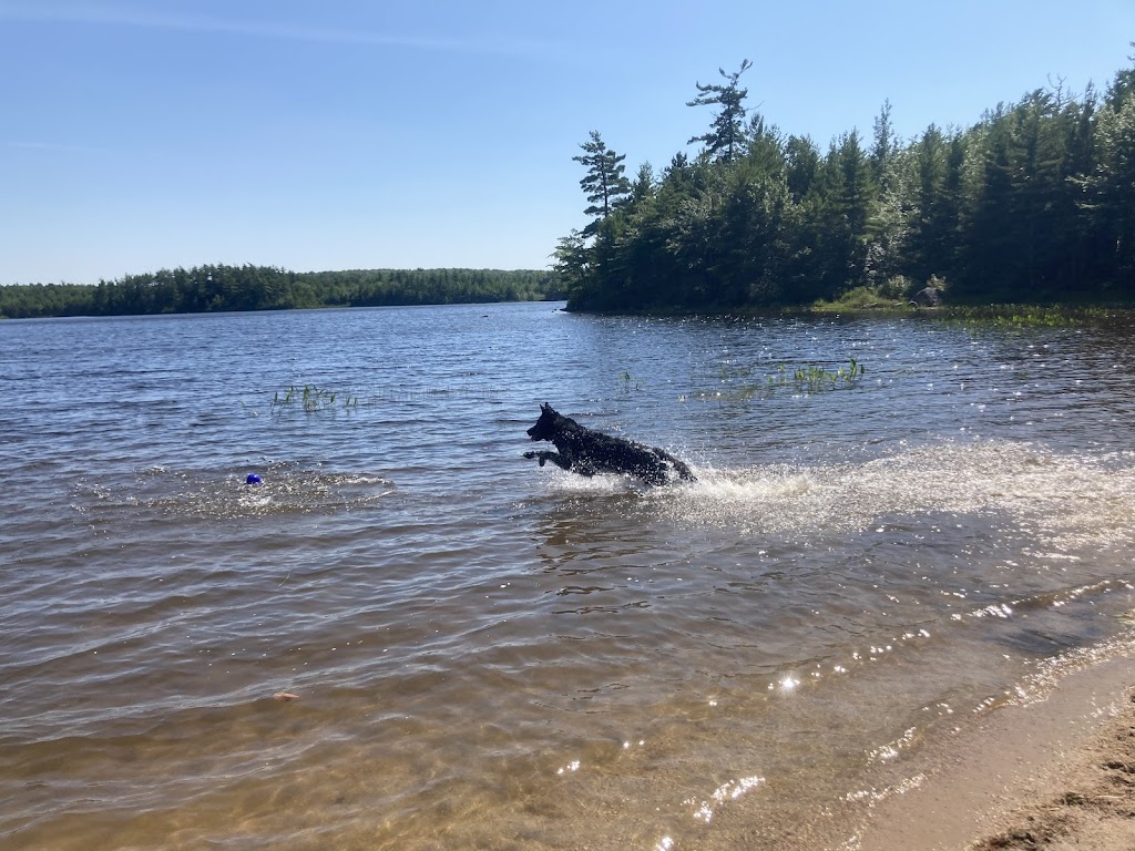 One More Light K9 | S Island Park Dr, Ottawa, ON K4M 1J2, Canada | Phone: (613) 807-7597