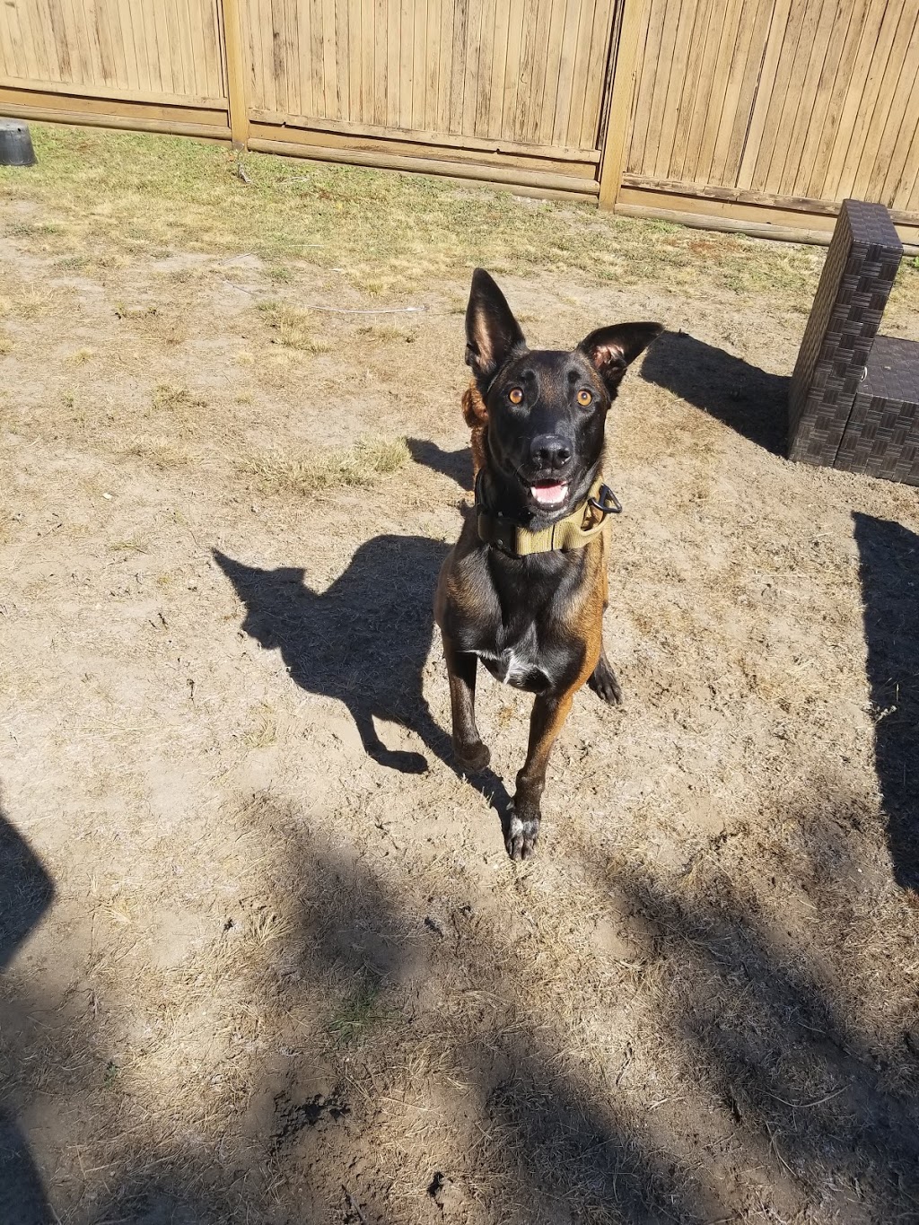 Queen Elizabeth Dog Park | 227-281 W 37th Ave, Vancouver, BC V5Y, Canada