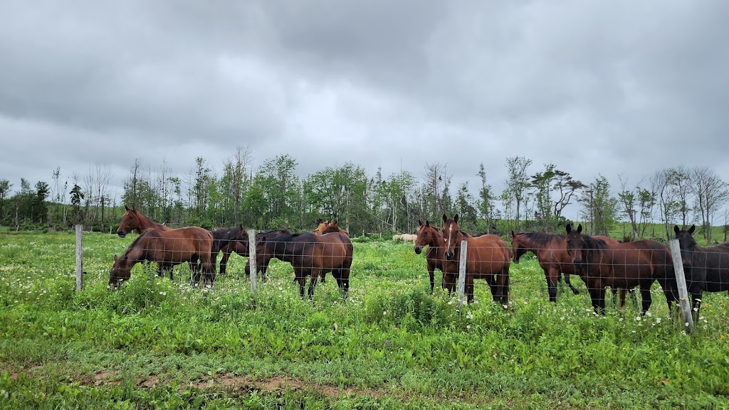 Moonlight Animal Sanctuary (Horse) | 69 Mitchell Rd, Cardigan, PE C0A 1G0, Canada | Phone: (902) 969-0397