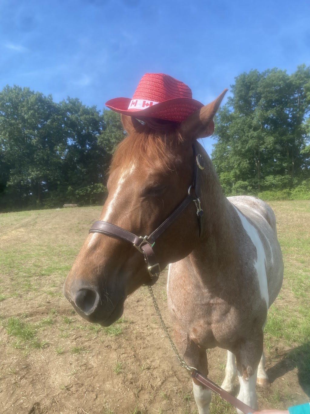 ABC Equestrian | 524239 Curry Rd, Ingersoll, ON N5C 3J8, Canada | Phone: (519) 709-1439