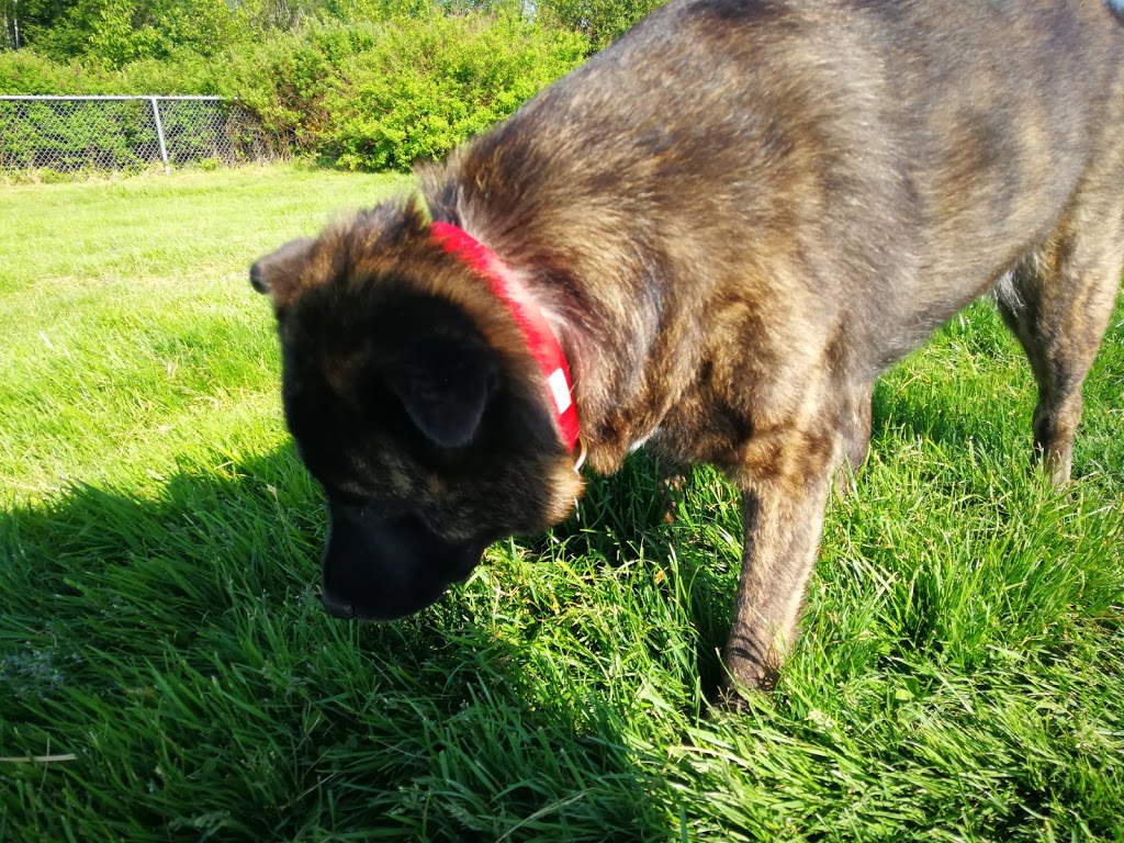 Serpentine Dog-Off-Leash Park | 12589 76 Ave, Surrey, BC V3W 2T7, Canada | Phone: (604) 591-4011