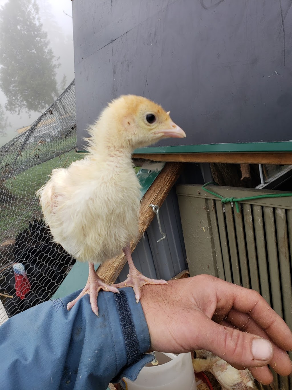 Freys Hatchery | 80 Northside Dr, St. Jacobs, ON N0B 2N0, Canada | Phone: (519) 664-2291