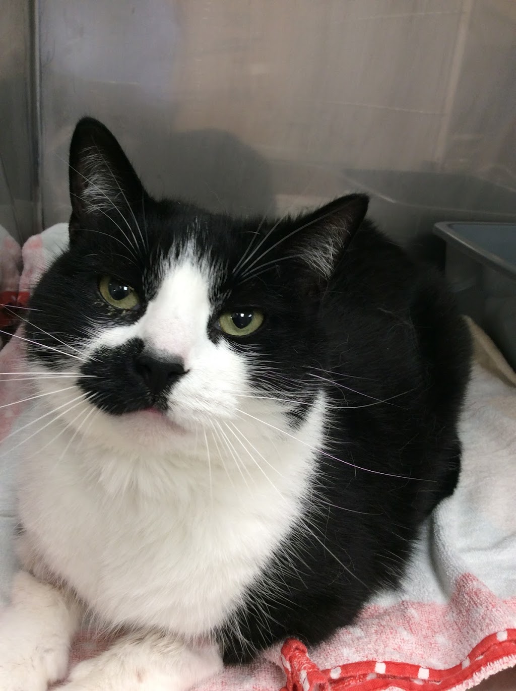 Eagleson Veterinary Clinic | 46-500 Eagleson Rd, Kanata, ON K2L 2X1, Canada | Phone: (613) 383-8381