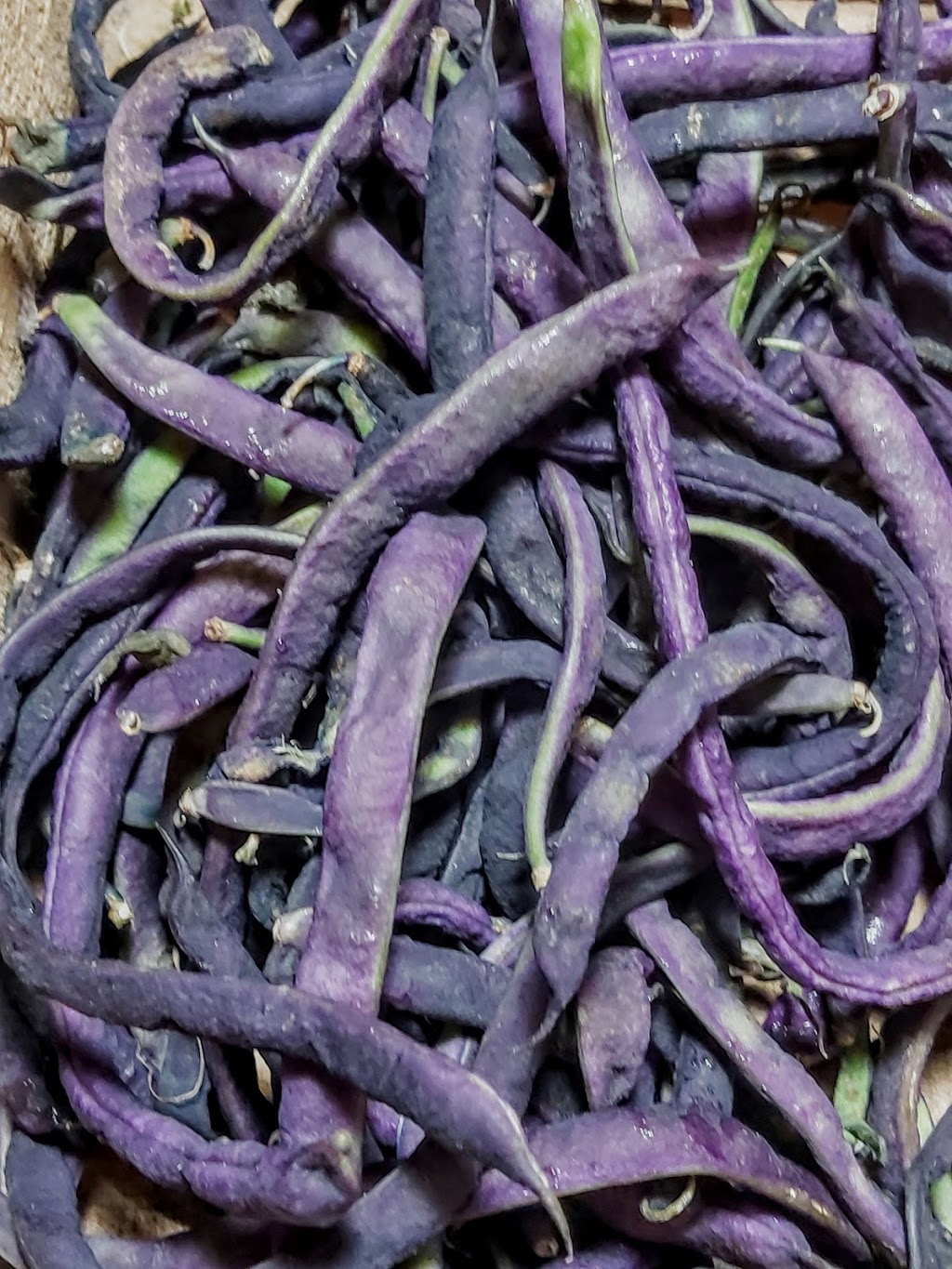 Fruits N Roots Farm | 21 Maple Ln, Newport, NS B0N 2A0, Canada | Phone: (902) 306-7529