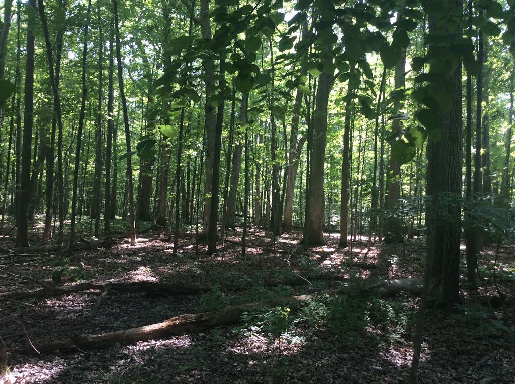 Alice Moore Woods Nature Sanctuary | 999 Stratford Rd, St Clair, MI 48079, USA | Phone: (517) 655-5655