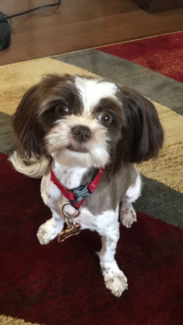 Charlie’s Grooming Studio | 184 Mahogany Terrace SE, Calgary, AB T3M 0T4, Canada | Phone: (403) 606-3400