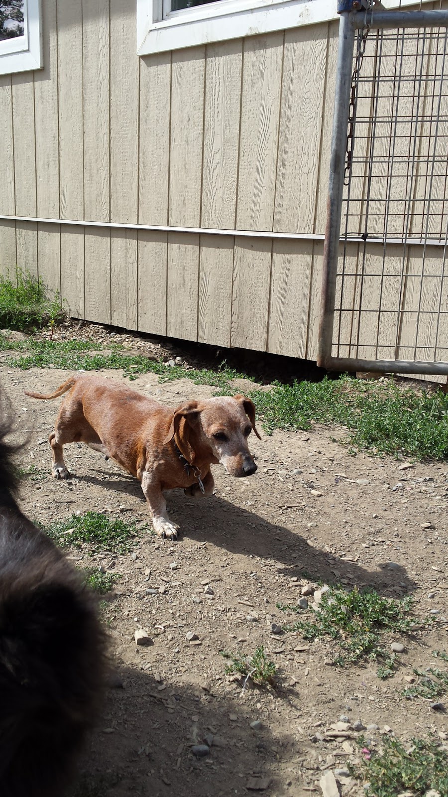 Angels Animal Rescue Society | 2460 Torgerson Rd, Merritt, BC V1K 1B8, Canada | Phone: (250) 378-5223