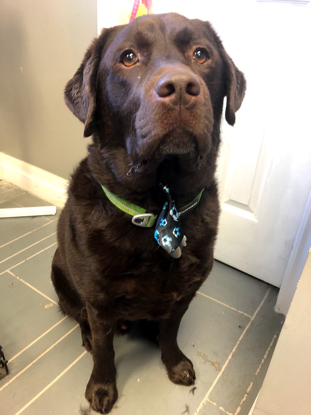 Poochie Girl Dog Grooming | 6 Mill St, Almonte, ON K0A 1A0, Canada | Phone: (613) 256-6624