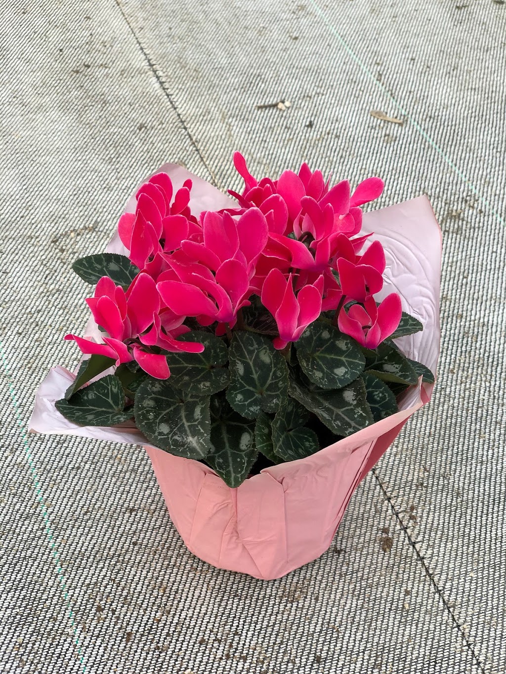 Westland Greenhouse (Jordan) Ltd | 4428 15th St, Jordan Harbour, ON L0R 1S0, Canada | Phone: (905) 562-7022
