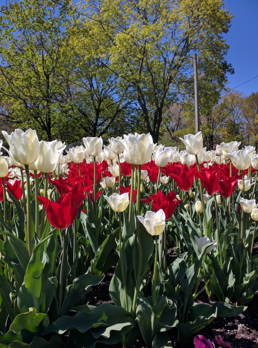 Norwood Park | 16 Norwood Rd, Toronto, ON M4E 1Y5, Canada | Phone: (416) 392-2489