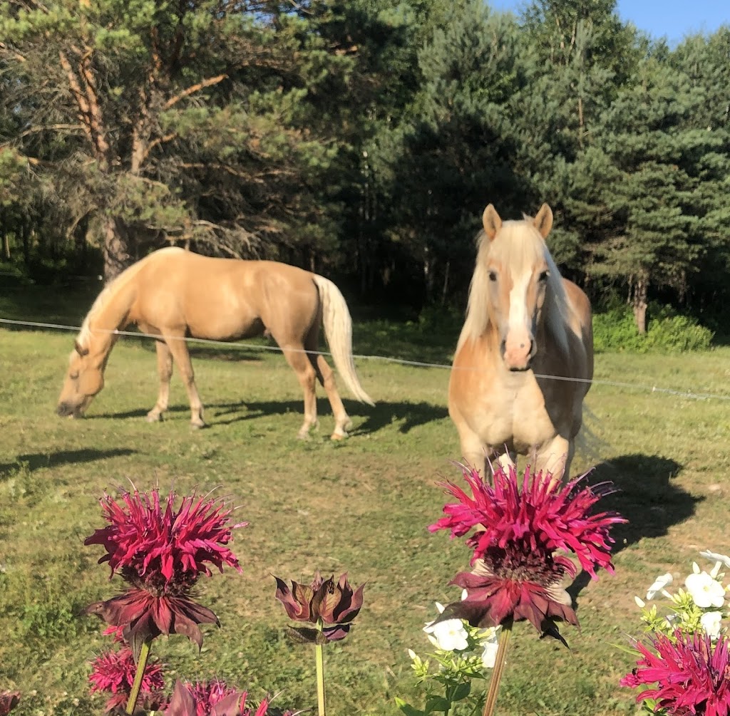 Harmony Acres Holistic Healing | 186 Havergal Rd, Carlow/Mayo, ON K0L 1G0, Canada | Phone: (613) 334-0871