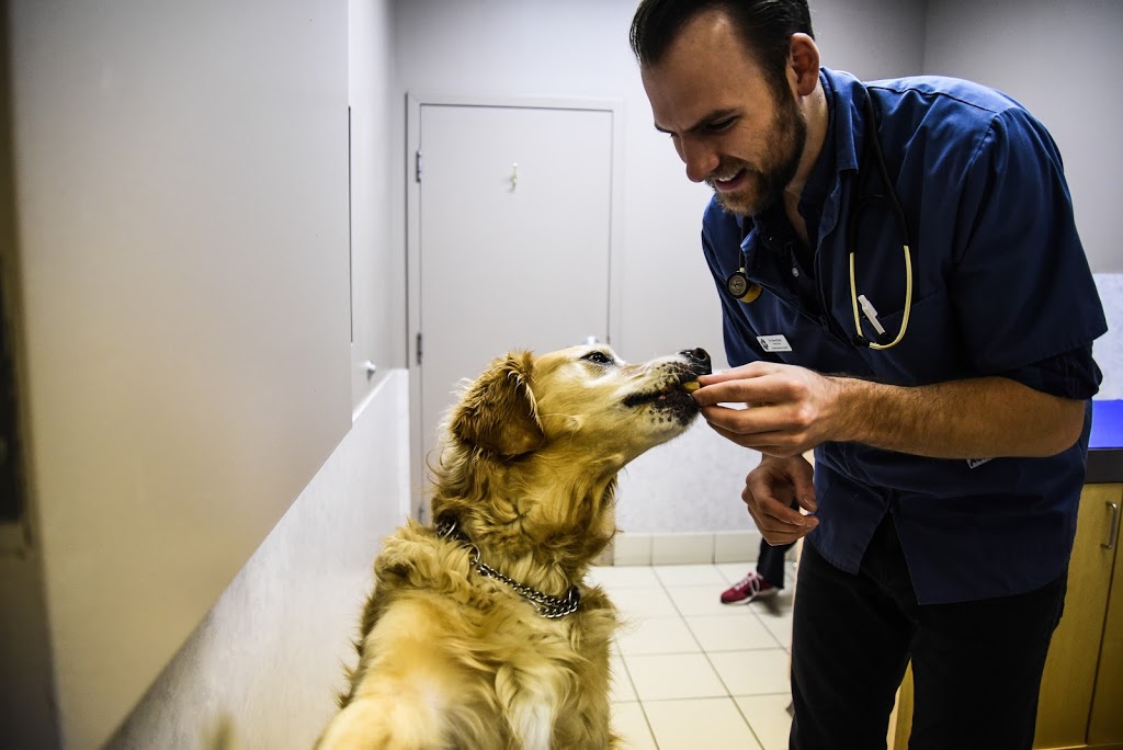 VCA Canada Crowfoot Animal Hospital | 150 Crowfoot Crescent NW #211, Calgary, AB T3G 3T2, Canada | Phone: (403) 241-8944