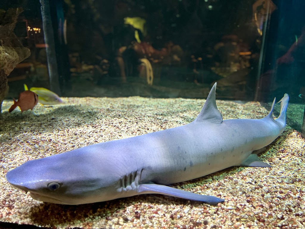 Rainforest Cafe Niagara Falls | 4915 Clifton Hill, Niagara Falls, ON L2G 3N5, Canada | Phone: (905) 374-5210