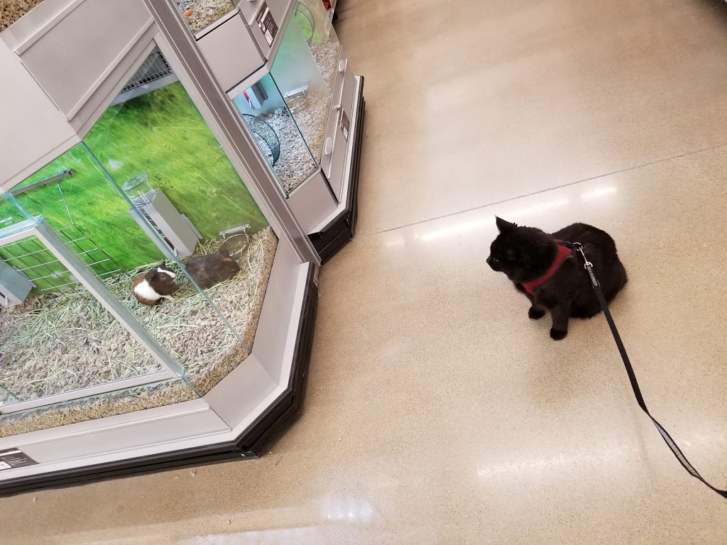 Pet Smart | Market Drive, Saskatoon, SK S7V 0H5, Canada | Phone: (306) 242-3520