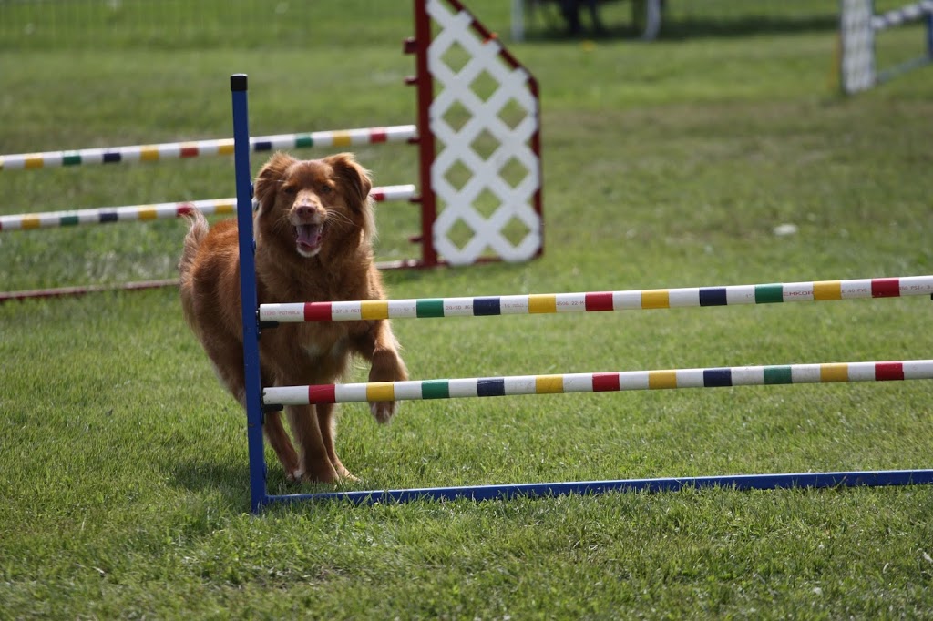Dog Agility Ontario (Head Office) | 23 Petunia Pl, Hannon, ON L0R 1P0, Canada | Phone: (416) 571-1723